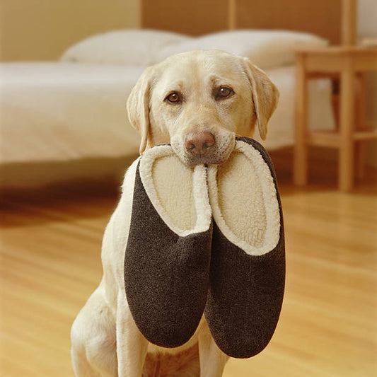 Do your House Slippers Stink? Here are the Best Ways to Get Rid of the Smell